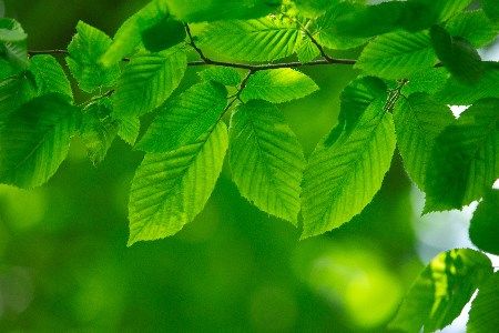 Building Strength For A Greener Future